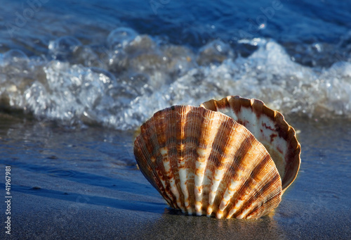 Foto: Meer und Sandstrand mit Muschel Meer und Sandstrand mit Muschel