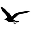 Vector: Möwe Möwe