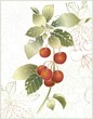 Beautiful decorative card  with cherry.