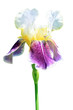 Iris flower isolated on white