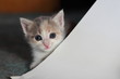 Katzenkind
