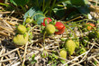 culture de la fraise