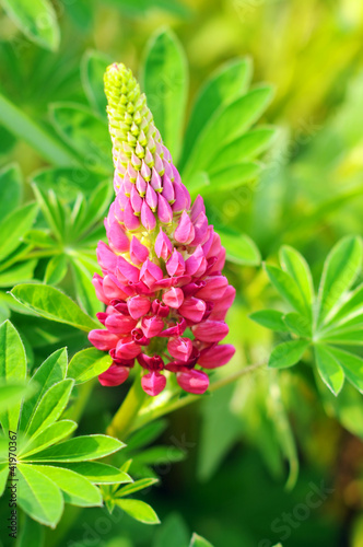 Foto: Beautiful pink lupine flower Beautiful pink lupine flower