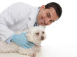 Foto: Friendly caring vet with a sick animal Friendly caring vet with a sick animal