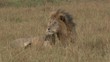 Male Lion rolling on his back