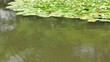 pond and carp