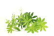 Waldmeister mit Blüten