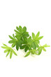 frischer grüner Waldmeister