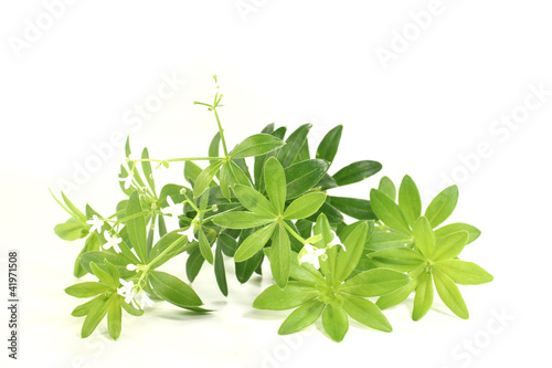 Photo: Waldmeister mit Blüten Waldmeister mit Blüten