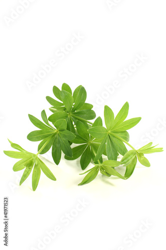 Photo: frischer grüner Waldmeister frischer grüner Waldmeister
