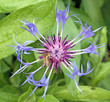 pretty purple cornflower