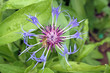 perennial cornflower
