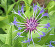 perennial cornflower