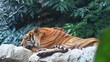 Video: tiger tiger