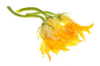 Zucchini Flowers On White