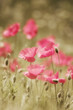 rosa Mohn Art