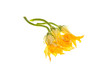 Zucchini Flowers On White