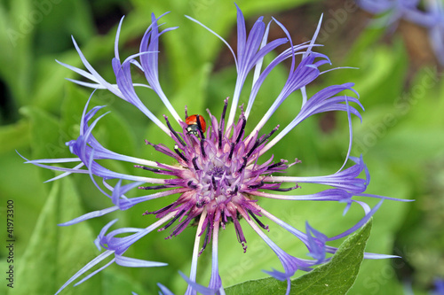 Photo: perennial cornflower with ladybird perennial cornflower with ladybird