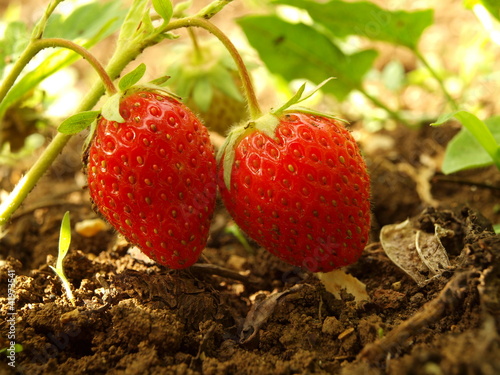 Photo: Strawberry Strawberry