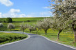road with alley of cherry trees in bloom