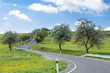 road with alley of cherry trees in bloom
