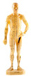 Mannequin humain d'acupuncture chinoise