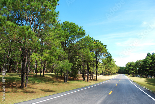 Photo: Pine And roads. Pine And roads.