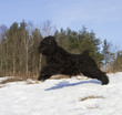 Black Russian Terrier