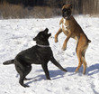 labrador and boxer playing in the snow