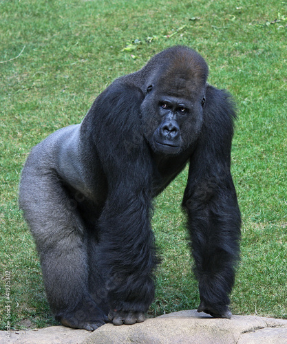 Photo: gorilla gorilla