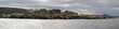 Sea Lion Panorama