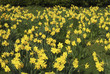 Field of daffodils
