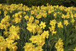 Field of daffodils