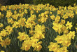 Field of daffodils