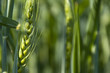 Spikelet of barley