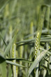 Spikelet of barley
