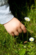 Foto: A Flower for You A Flower for You