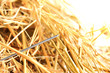 Needle in a haystack.