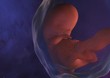 Embryo im Mutterleib
