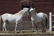 Two Lipizzaner stallions in front of the stall