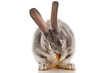 Gray rabbit washes