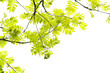 Fresh, Spring leaves of mountain ash tree
