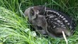 Video: Rehkitz Rehkitz