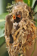 Female Sunbird feeding her newborn chicks in nest