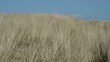 Düne im Wind