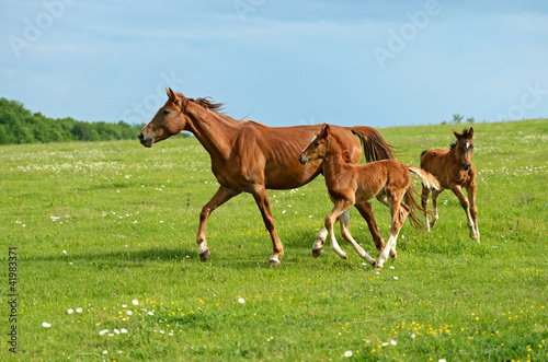 Photo: Horse Horse