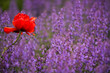 Mohn in Violett