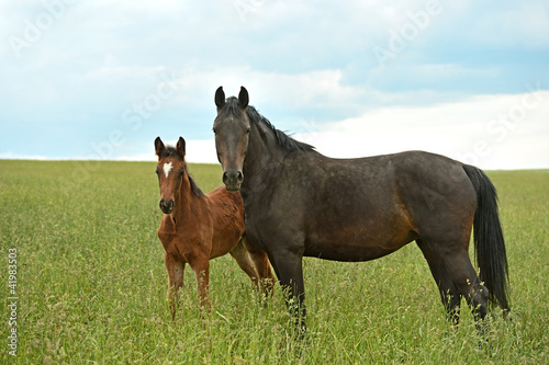 Photo: Horse Horse