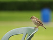 Haussperling/Weibchen (Passer domesticus)