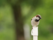 Haussperling/Männchen (Passer domesticus)